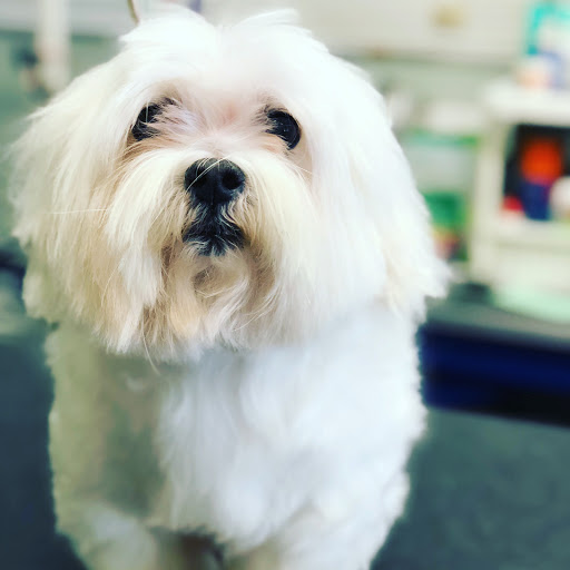 Dog Day Care Center «The Bowhaus Pet Company», reviews and photos, 2472 E Colorado Blvd, Pasadena, CA 91107, USA