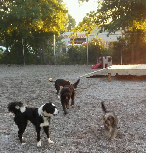 TailWaggers Doggy Daycare