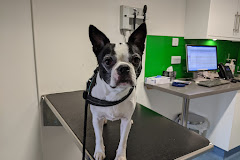 Pets'n'Vets in Glasgow - The Roundhouse Veterinary Hospital