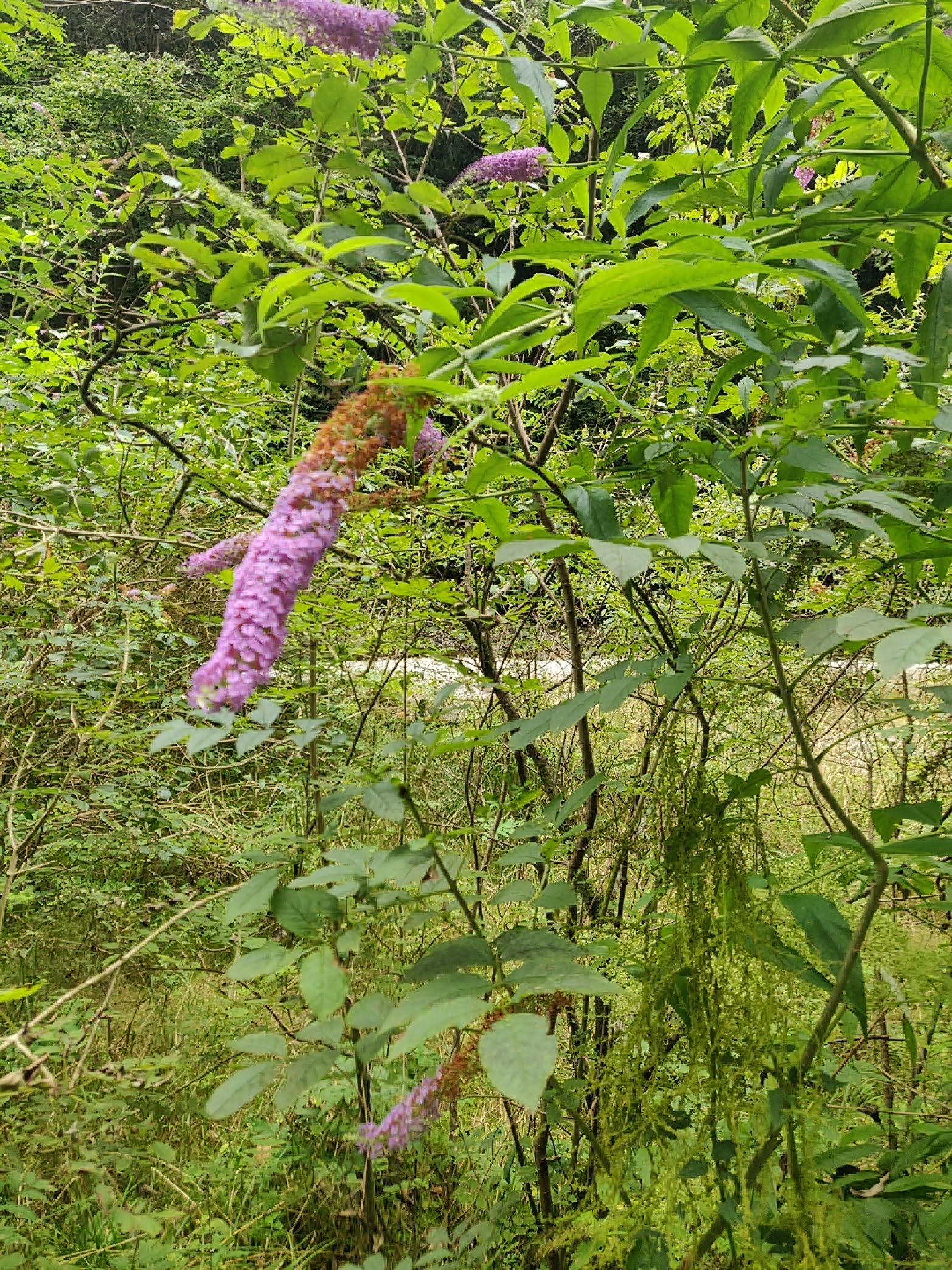 Photo n° 28 de l'avis de Jis.e fait le 27/08/2019 à 11:57