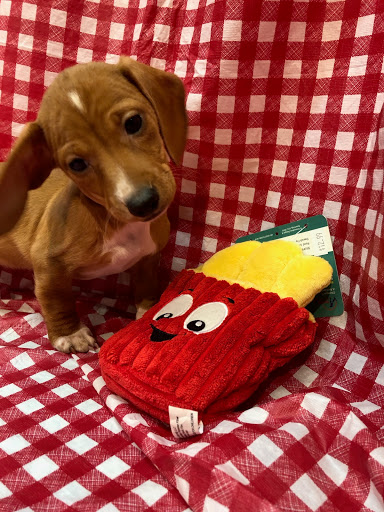 Pet Store «Four Paws and a Tail», reviews and photos, 120 Northtown Dr, Blaine, MN 55434, USA