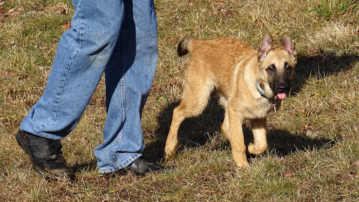 Dog Trainer «Awesome Dawgs Dog Training LLC», reviews and photos, 3052 Pricetown Rd, Temple, PA 19560, USA