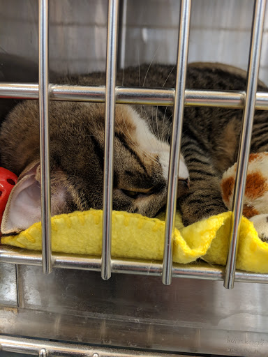 Pet Supply Store «PetSmart», reviews and photos, 2677 E Main St, Plainfield, IN 46168, USA