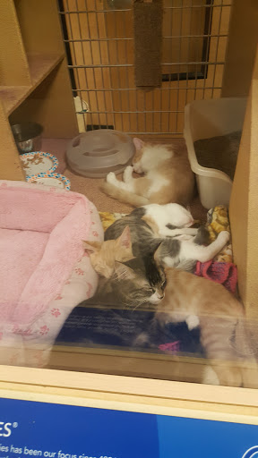 Pet Supply Store «PetSmart», reviews and photos, 19 Clifton Country Rd, Clifton Park, NY 12065, USA