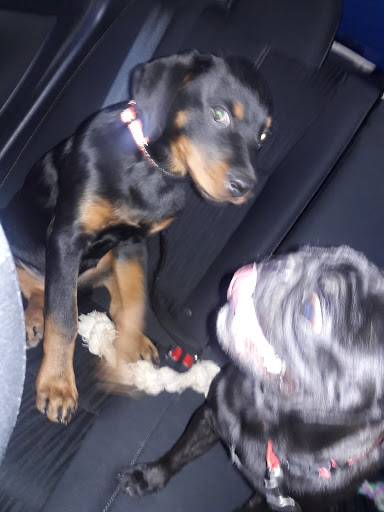 Pet Supply Store «Petco Animal Supplies», reviews and photos, 2450 Monarch Dr #105, Laredo, TX 78045, USA