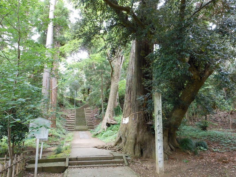 日吉神社 娚杉
