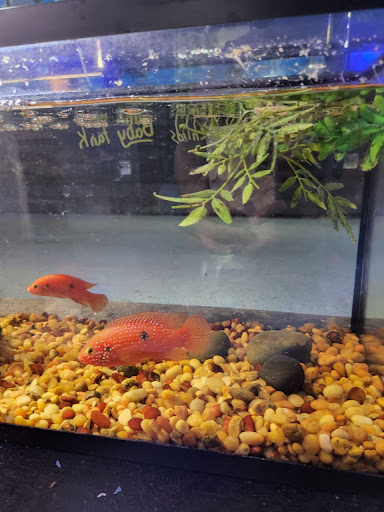 Pet Store «Coral Reef Pet Center», reviews and photos, 7723 W Lawrence Ave, Norridge, IL 60706, USA
