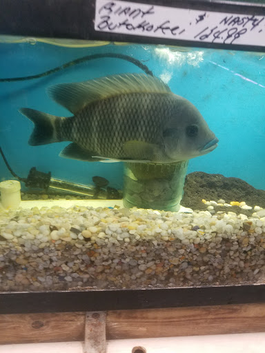 Pet Store «Animal Kingdom», reviews and photos, 436 Main St, East Orange, NJ 07018, USA