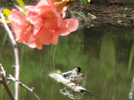 Museum «Brucemore», reviews and photos, 2160 Linden Dr SE, Cedar Rapids, IA 52403, USA