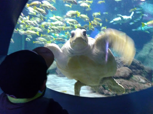 Aquarium «Shark Encounter», reviews and photos, Mission Bay Park, San Diego, CA 92109, USA