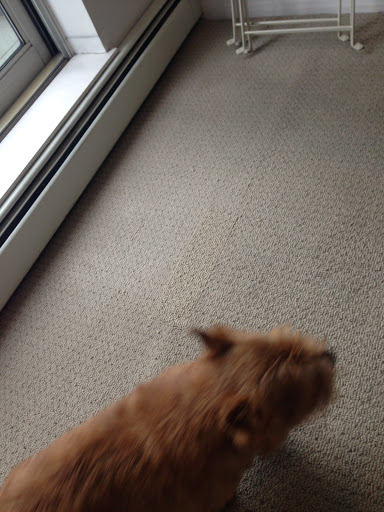 Curlys Carpet repair, 1255 Comox St, Vancouver, BC V6E 1K6