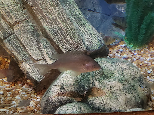 Aquarium «SEA LIFE Charlotte-Concord Aquarium», reviews and photos, 8111 Concord Mills Boulevard, Concord, NC 28027, USA