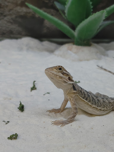 Pet Supply Store «Petco Animal Supplies», reviews and photos, 3860 Elmore Avenue, Davenport, IA 52807, USA