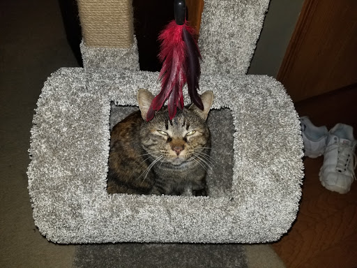 Pet Supply Store «PetSmart», reviews and photos, 2017 N Prospect Ave, Champaign, IL 61822, USA