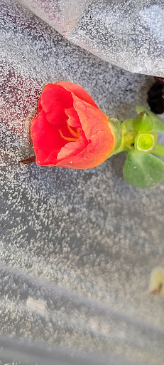 Home Improvement Store «The Home Depot», reviews and photos, 1510 Ring Rd, Elizabethtown, KY 42701, USA