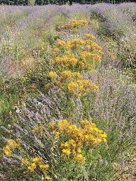Photo n°9 de Plateau des Claparèdes à Buoux ()
