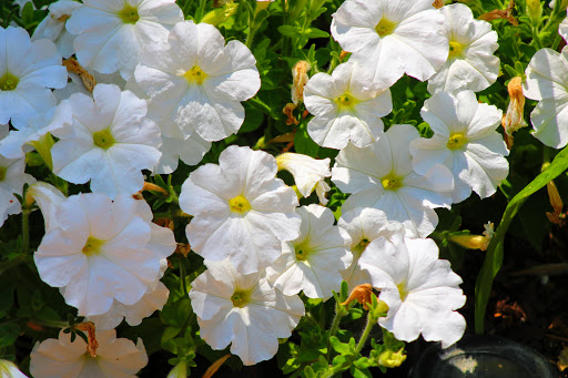 State Park «Lyndon B. Johnson State Park & Historic Site», reviews and photos, 199 Park Road 52, Stonewall, TX 78671, USA