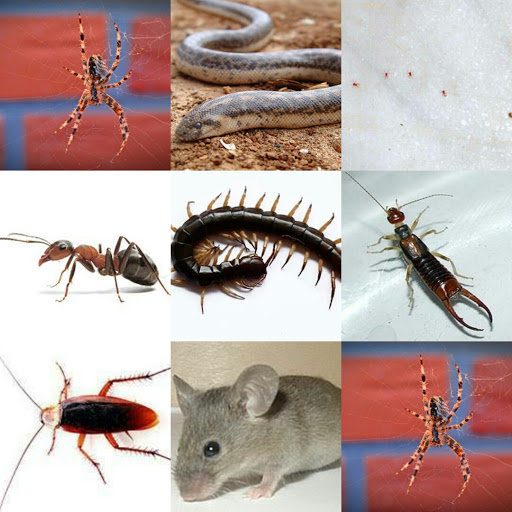 Teknopest Çevre Sağlığı Haşere İlaçlama