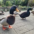 Duck Pond and Water Wheel Feature