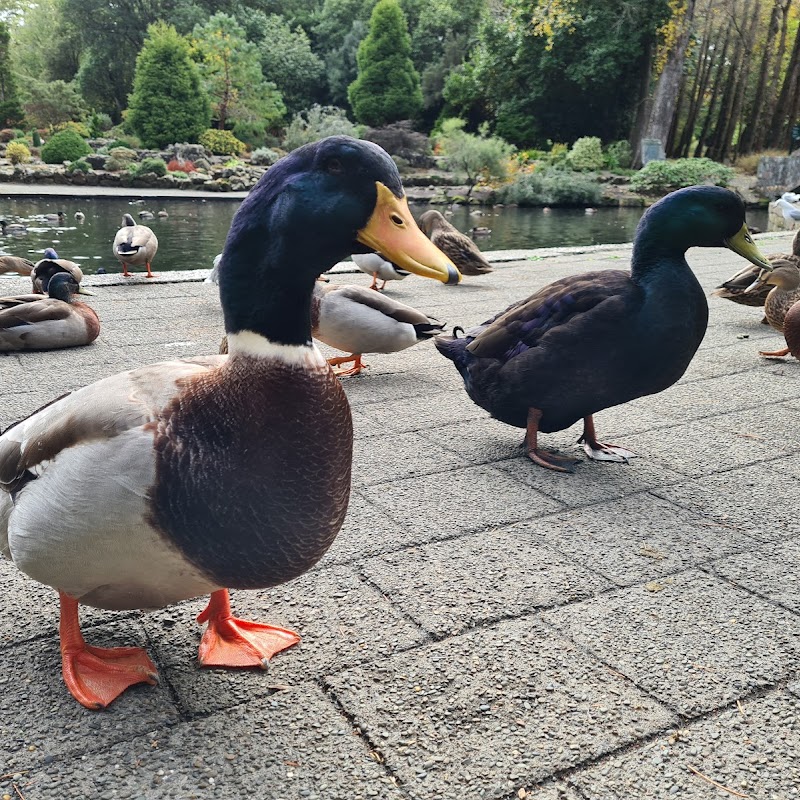 Duck Pond and Water Wheel Feature