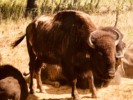Nature Preserve «Elk and Bison Prairie», reviews and photos, Elk & Bison Prairie Rd, Golden Pond, KY 42211, USA