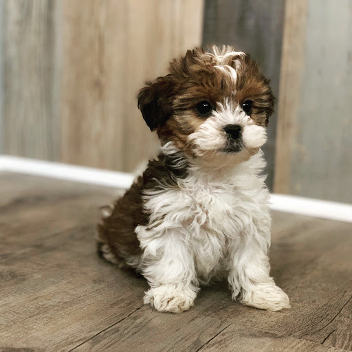 Dog Breeder «Playful Pets», reviews and photos, 115 Ridge Pike, Conshohocken, PA 19428, USA