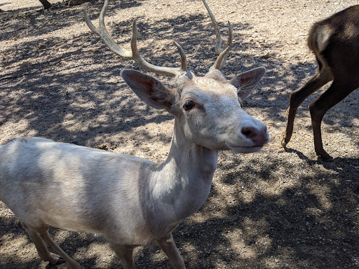 Zoo «The Exotic Resort Zoo», reviews and photos, 235 Zoo Trail, Johnson City, TX 78636, USA