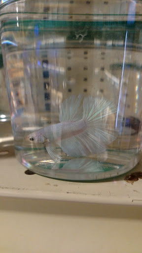 Pet Supply Store «PetSmart», reviews and photos, 1705 Mall of Georgia Blvd, Buford, GA 30519, USA