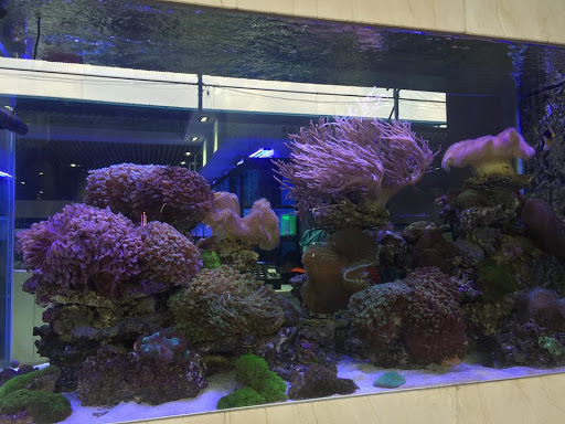 Top 20 cửa hàng cá koi Huyện Kiến Thụy Hải Phòng 2022