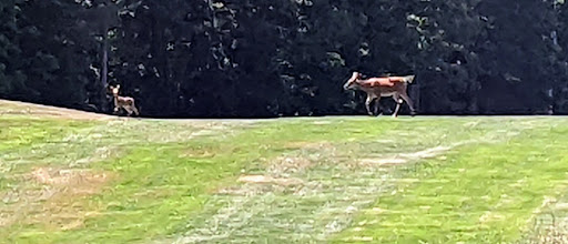 Golf Course «Blue Ridge Trail Golf Club», reviews and photos, 260 Country Club Dr, Mountain Top, PA 18707, USA