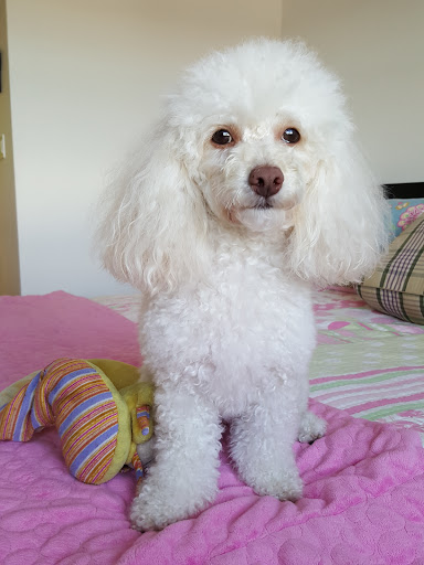 Dog Day Care Center «Ace Dog Grooming & Pet Supplies», reviews and photos, 7370 Bird Rd, Miami, FL 33155, USA