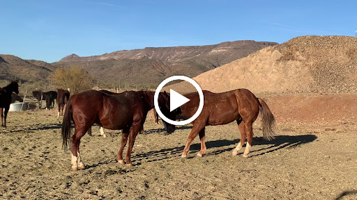 Horseback Riding Service «Spur Cross Stables», reviews and photos, 44029 N Spur Cross Rd, Cave Creek, AZ 85331, USA