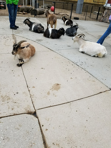 Zoo «Durhams Bear Canyon», reviews and photos, 3701 S 10th St, Omaha, NE 68107, USA