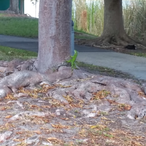 Park «Royal Palm Park», reviews and photos, 1701 NW 38th St, Oakland Park, FL 33309, USA