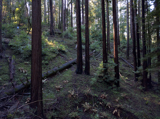 Uvas Canyon County Park image