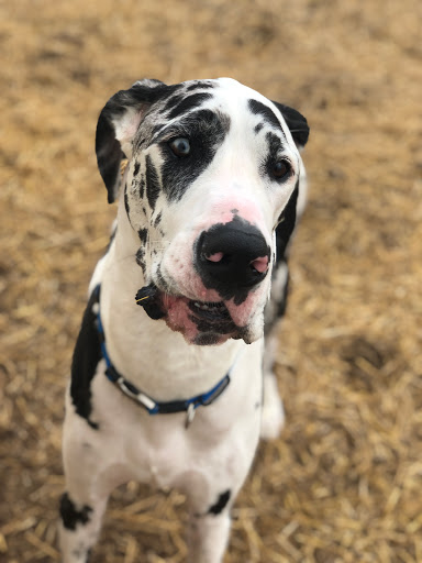 Pet Boarding Service «Howliday Inn Suites & Treats Pet Resort», reviews and photos, 1 Davis Ct, Hurricane, WV 25526, USA