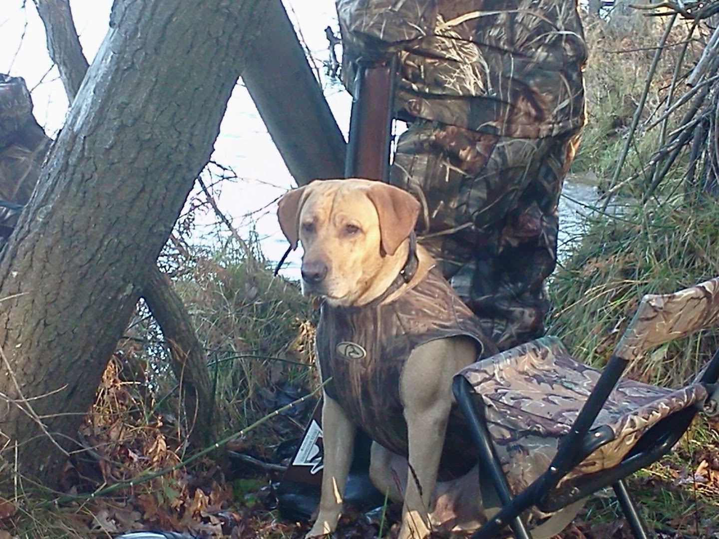 Opeongo Bird Dogs