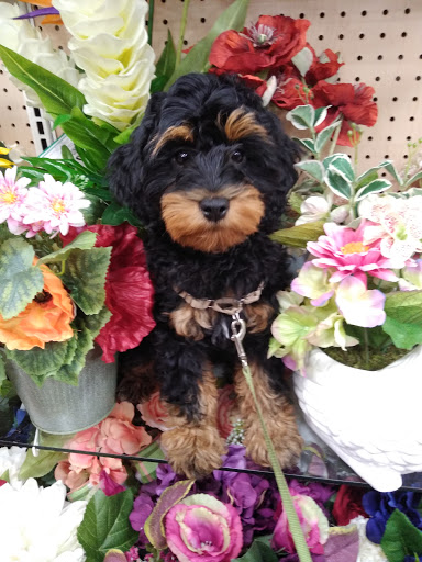 Craft Store «Michaels», reviews and photos, 630 US-441, Lady Lake, FL 32159, USA