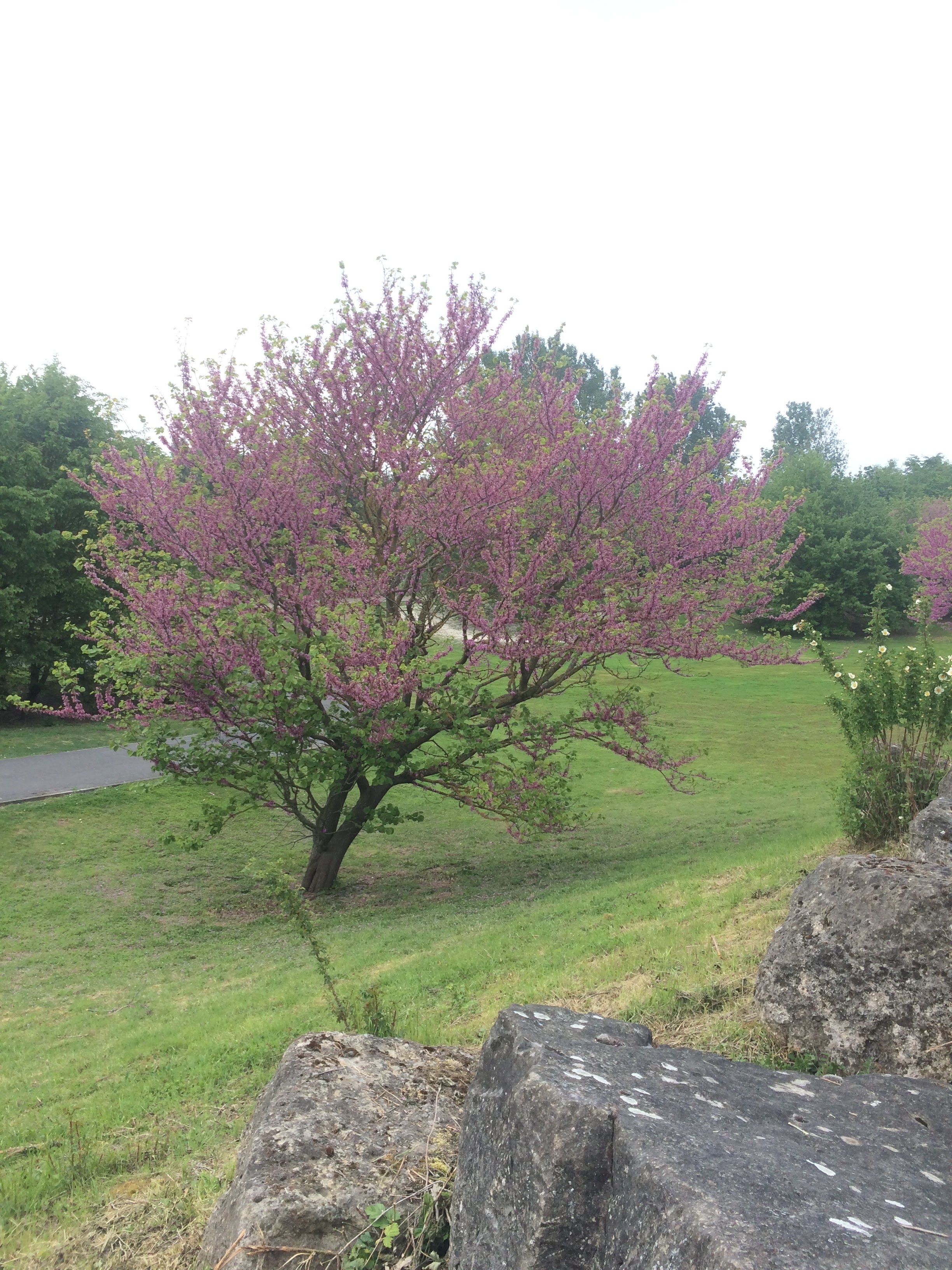 Photo n° 1 de l'avis de Sema. fait le 01/05/2019 à 17:19