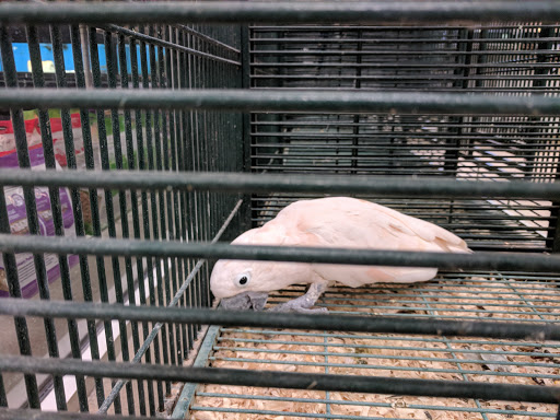 Pet Store «Parrots Of The World Aquarium and Pet Center», reviews and photos, 316 Sunrise Hwy #1, Rockville Centre, NY 11570, USA