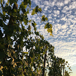 Photo n°5 de l'avis de Alessia. fait le 05/07/2020 à 06:09 sur le  Locanda San Lupo à Ziano Piacentino