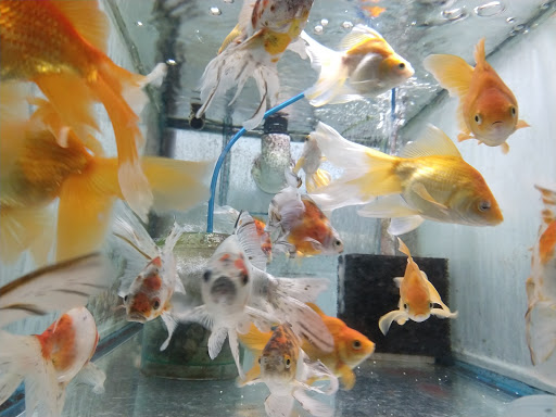 Pet Store «Forest Lake Pets», reviews and photos, 120 Lake St N, Forest Lake, MN 55025, USA