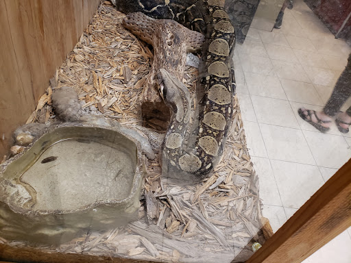 Explore weeping willow tattoo ideas, creative tattoo ideas in Brownsville, available at Dark Side of the Moon Tattoos