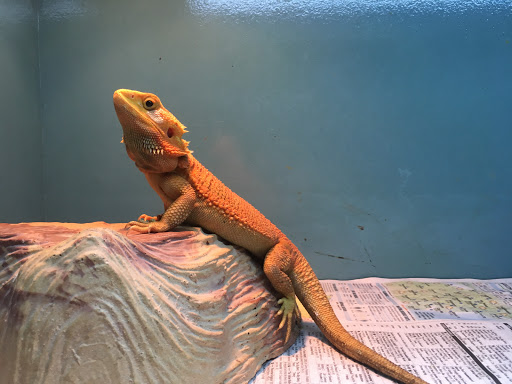 Pet Store «Petfection Exotic Pet Specialist», reviews and photos, 2989 PA-611 Suite 102, Tannersville, PA 18372, USA