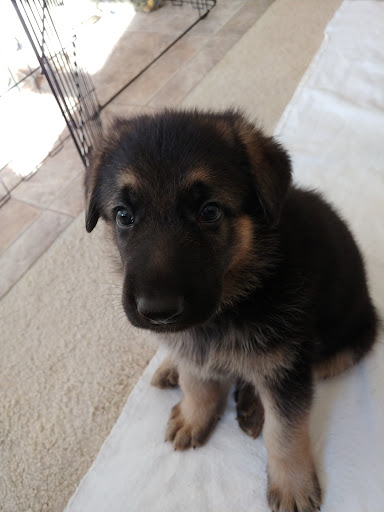 Happy Paws Pet Grooming