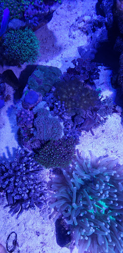 Tropical Fish Store «Marine Solutions», reviews and photos, 20 Triad S Dr, St Charles, MO 63304, USA