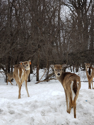 Nature Preserve «Schiller Woods East», reviews and photos, W Irving Park Rd, Chicago, IL 60634, USA