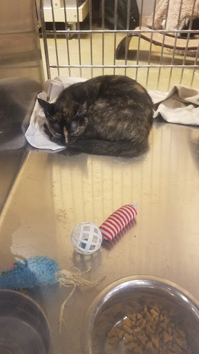 Pet Supply Store «PetSmart», reviews and photos, 8500 N Evanston Ave, Kansas City, MO 64157, USA