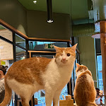 Photo n°4 de l'avis de HNA. fait le 03/12/2023 à 17:23 sur le  Katzentempel Leipzig Mitte à Leipzig