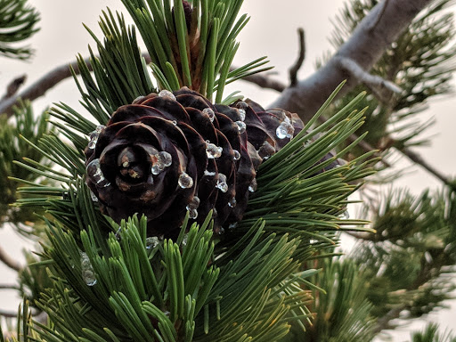 National Forest «Umpqua National Forest», reviews and photos, 1121 Houser Ct, Idleyld Park, OR 97447, USA